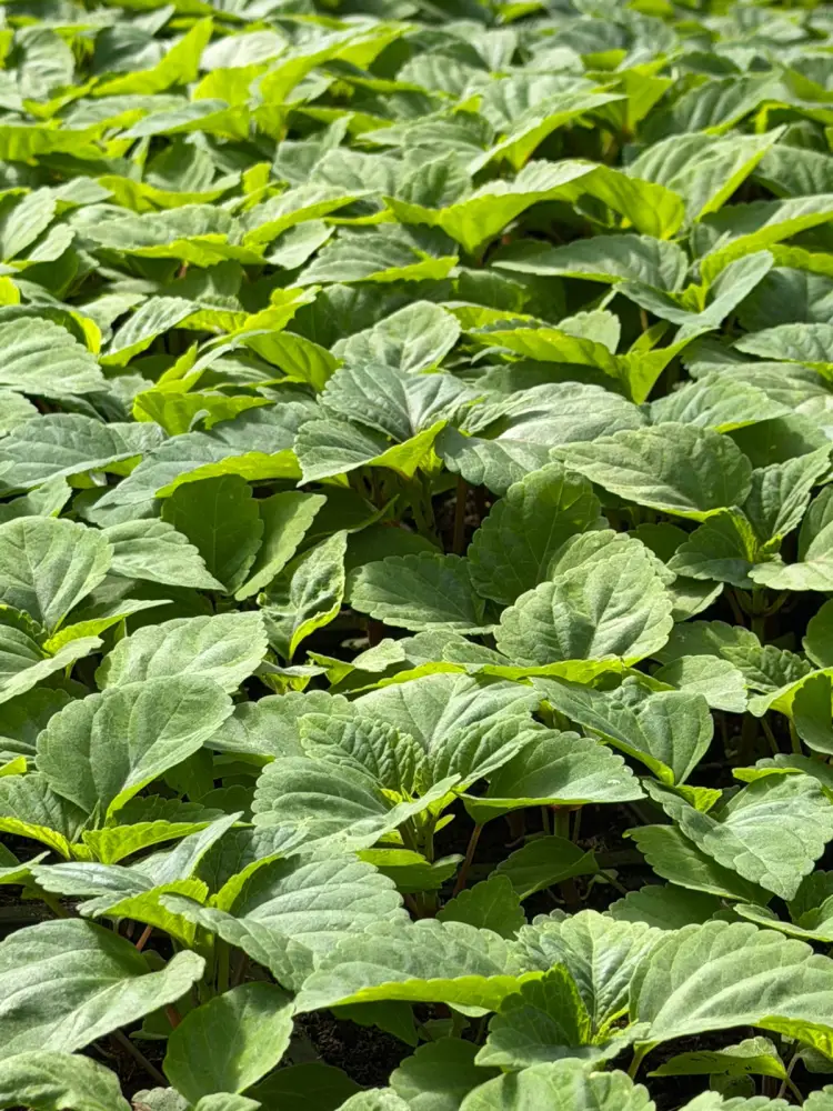 В Алматы начнётся озеленение 387 тыс. кв. метров с цветами в 2026 году Астане