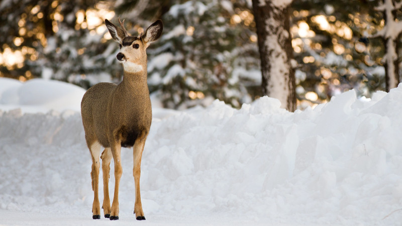 Погода в Астане и Алматы: резкое похолодание и возможные последствия для жителей в период с 13 по 15 марта Астане