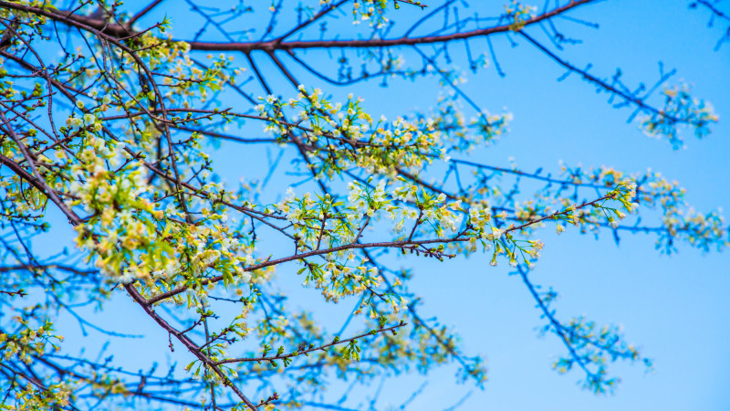 Синоптики Казгидромета прогнозируют приход весеннего тепла в Казахстан: когда ждать? Астане