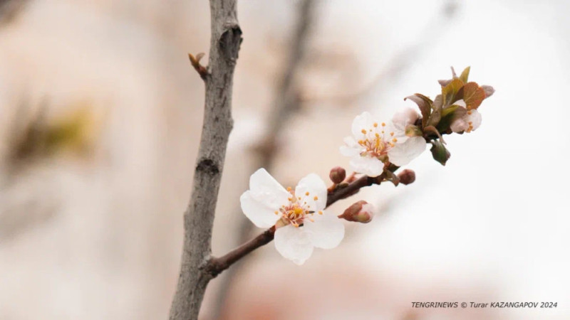 Резкие колебания температуры в Астане и Алматы: от снега до потепления до +12°C в ближайшие дни могут вызвать изменения в повседневной жизни горожан Астане