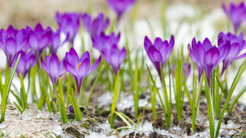 Тепло вернётся в Алматы: прогноз погоды на 12-14 марта Астане