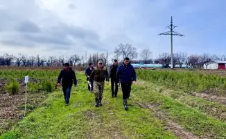 Туркестанская область: лидер в производстве саженцев и восстановлении лесных фондов в Казахстане