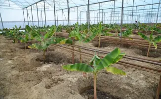 ТУРКЕСТАН: ПЕРВЫЕ БАНАНЫ В ОТЫРАРЕ - НОВЫЕ ВОЗМОЖНОСТИ ДЛЯ СЕЛЬСКОГО ХОЗЯЙСТВА