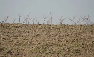 Келесский район 30 гектаров персик черешня виноград агротехнологии