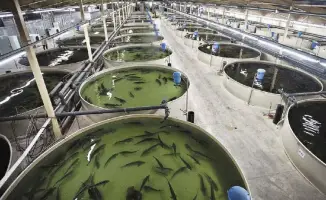 Казахстан: аквакультура на подъеме, рыба в рост!