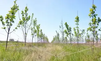 Озеленение Карагандинской области 90 гектаров высадка деревьев