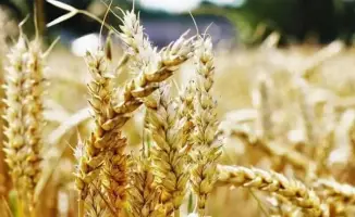 Фермеры могут получить поддержку от государства для страхования яровых культур от засухи на сезон-2026