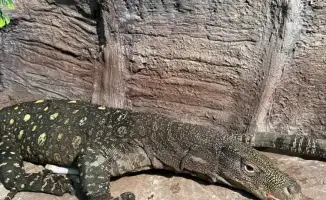Гигантские ящерицы из Новой Гвинеи теперь в Алматинском зоопарке