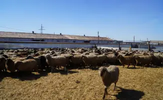 Калмыцкая порода КРС популяризируется в Акмолинске