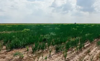 Атырауская область: поля, полные возможностей, расширяются на 10 тысяч гектаров