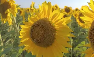 Строительство маслоэкстракционного завода в Кокшетау: влияние на экономику региона и создание рабочих мест