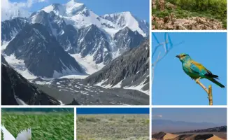 Казахстан утвердил Концепцию по сохранению биоразнообразия: новые инициативы для защиты экосистем и устойчивого использования природных ресурсов