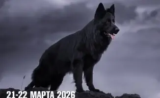 В кадре и в жизни: в Караганде объединят фотоэкспозицию и выставку собак