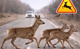 Сезонная миграция диких животных в Жетісу: рекомендации для водителей