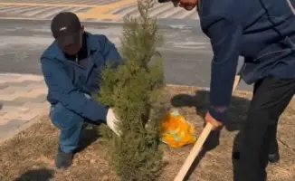 Родители высаживают саженцы во дворах школ в Кызылординской области