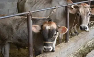 Животноводство Жамбылской области обеспечивает более 52% сельхозпродукции, наблюдается рост производства мяса и молока