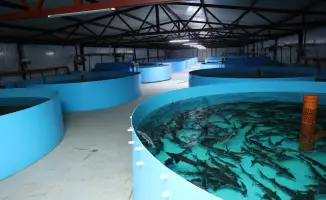 Посещение акима области Костанайского района для развития агропромышленного комплекса