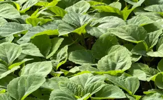 В Алматы начнётся озеленение 387 тыс. кв. метров с цветами в 2026 году