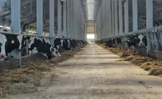 Запущено льготное кредитование животноводства в Казахстане под 6%