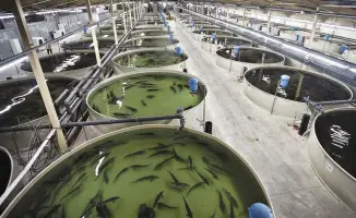 Рыбный рай: 130 тонн счастья в Атырау!