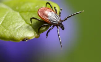 Клещи-мутанты: новые охотники на человека в Казахстане?