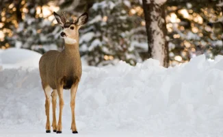 Погода в Астане и Алматы: резкое похолодание и возможные последствия для жителей в период с 13 по 15 марта