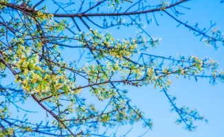 Синоптики Казгидромета прогнозируют приход весеннего тепла в Казахстан: когда ждать?