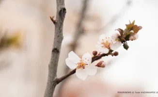 Резкие колебания температуры в Астане и Алматы: от снега до потепления до +12°C в ближайшие дни могут вызвать изменения в повседневной жизни горожан