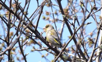 В Казахстане ожидается потепление до +20 градусов: синоптики Казгидромета представили прогноз погоды на 17, 18 и 19 марта.