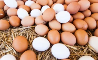 Казахстан ограничивает экспорт говядины и увеличивает импорт яиц: последствия для продовольственной безопасности и ценовой политики