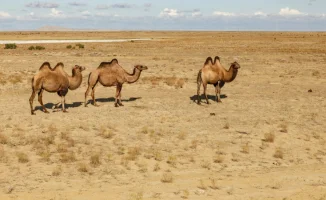 Казахстан в огненном объятии: температура поднимется до +32, как будто весна решила устроить жаркое лето