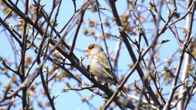 В Казахстане ожидается потепление до +20 градусов: синоптики Казгидромета представили прогноз погоды на 17, 18 и 19 марта. Астане