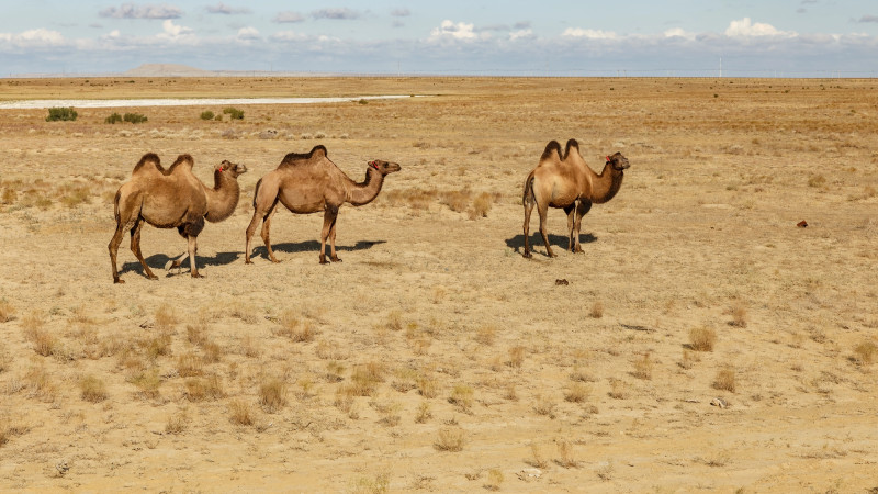 Казахстан в огненном объятии: температура поднимется до +32, как будто весна решила устроить жаркое лето Астане