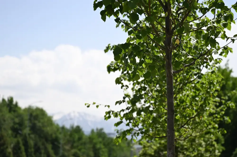 Биологическая обработка зеленых насаждений Алматы 2026 Астане