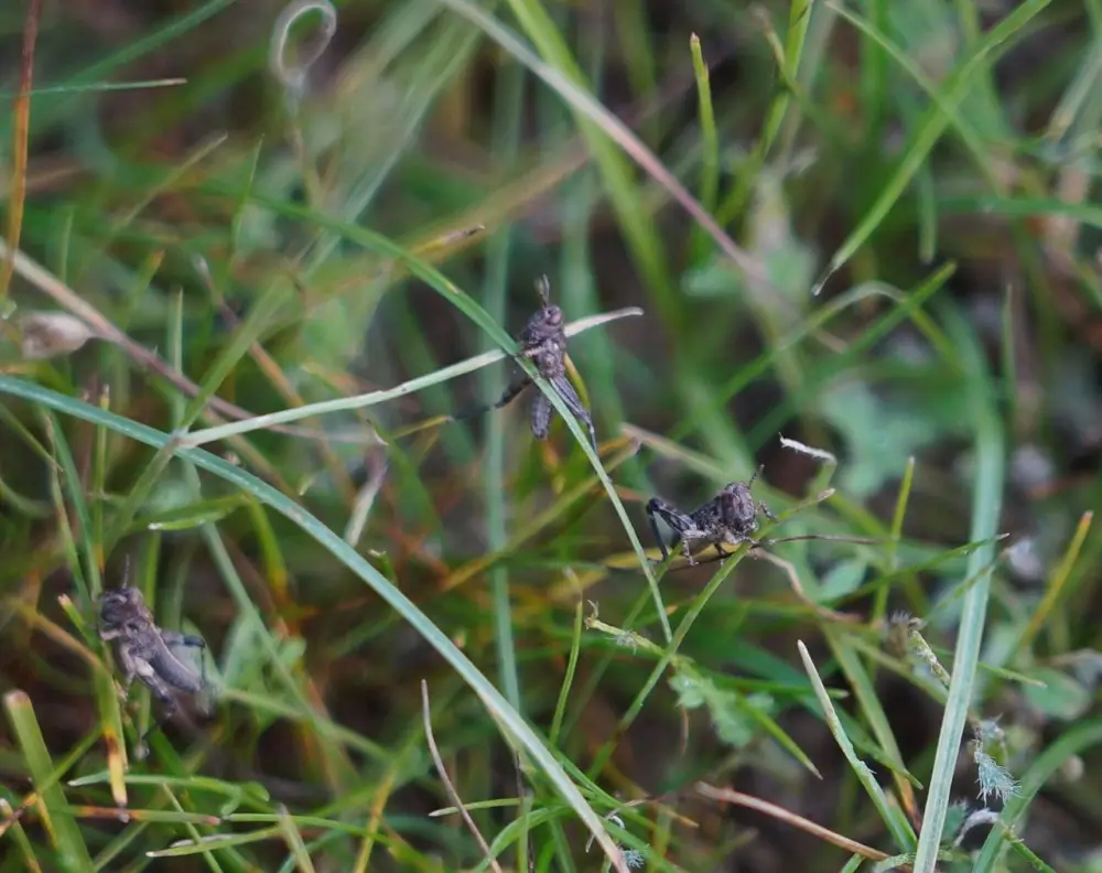 Площадь химических обработок против саранчовых в 2026 году составит 2,2 млн га (3)