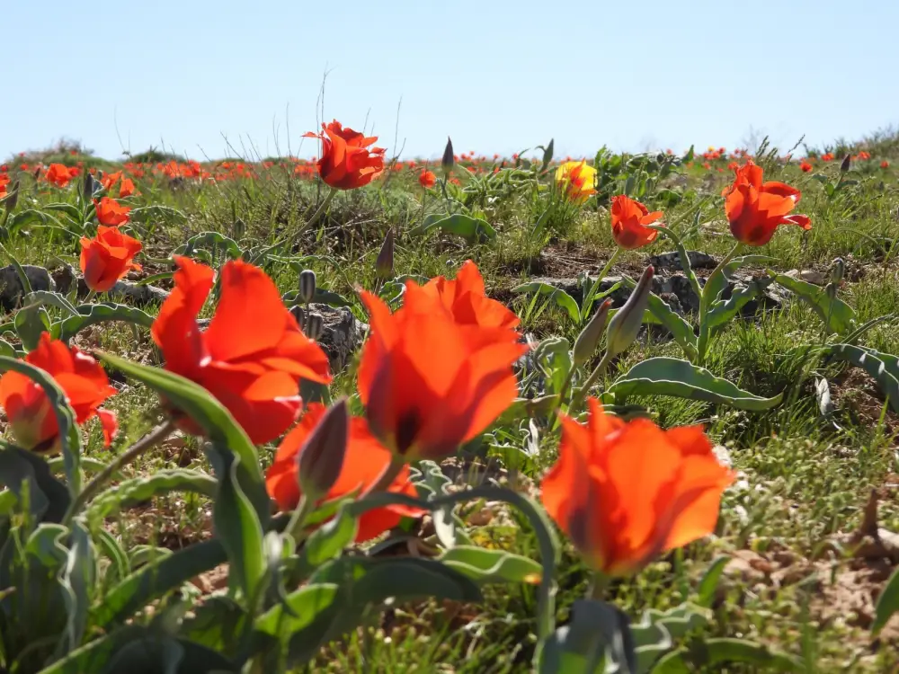 Тюльпаны Казахстана: Хранители красоты под защитой в Туркестанской области Астане