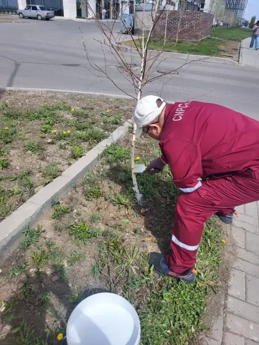 Сотрудничество ТРЦ в озеленении города: вклад в экологию и общественное сознание Астане