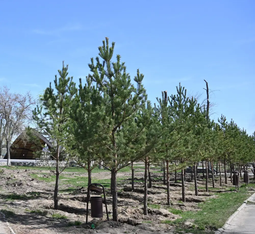 «Таза Қазақстан»: начались работы по ремонту центрального парка в Уштобе (5)