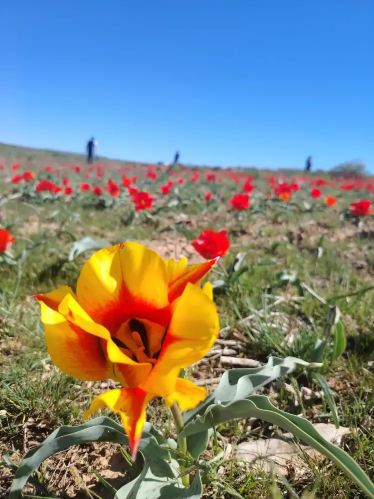 В ТУРКЕСТАНСКОЙ ОБЛАСТИ ПРОШЛА ЭКОЛОГИЧЕСКАЯ АКЦИЯ ПО ЗАЩИТЕ ТЮЛЬПАНОВ (2)