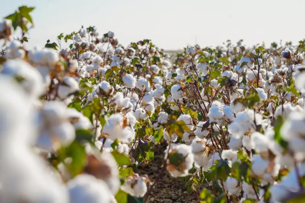 В ТУРКЕСТАНЕ РАЗВИВАЕТСЯ ХЛОПКОВО-ТЕКСТИЛЬНЫЙ КЛАСТЕР ПОЛНОГО ЦИКЛА (7)