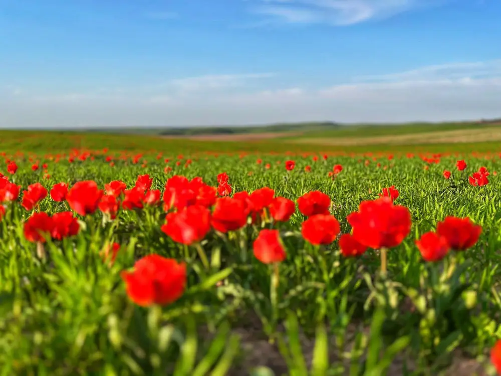 ТУРКЕСТАН: В КАЗЫГУРТЕ ЗАЦВЕЛИ КРАСНОКНИЖНЫЕ ТЮЛЬПАНЫ ГРЕЙГА (2)