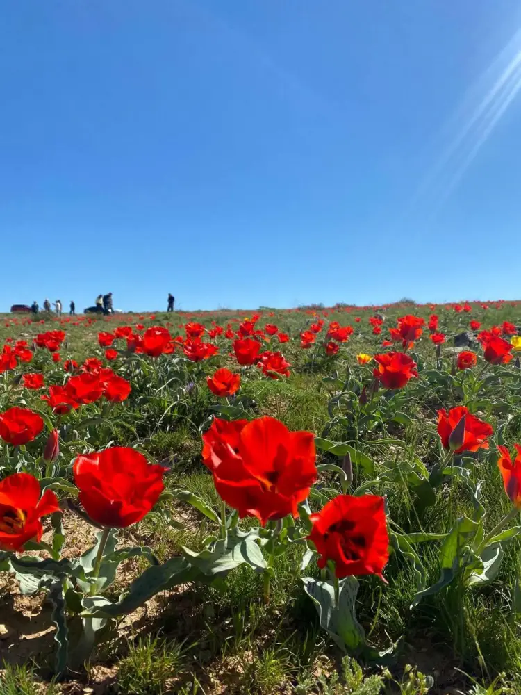 В ТУРКЕСТАНСКОЙ ОБЛАСТИ ПРОШЛА ЭКОЛОГИЧЕСКАЯ АКЦИЯ ПО ЗАЩИТЕ ТЮЛЬПАНОВ (10)