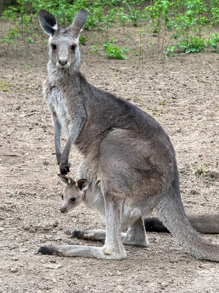 Кенгуры в Алматы: три малыша, один секрет! Астане