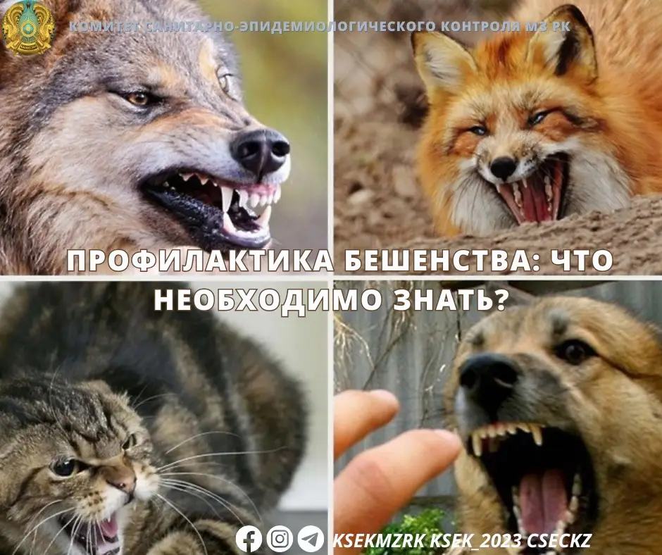 Опасность бешенства: последствия контакта с зараженными животными Астане