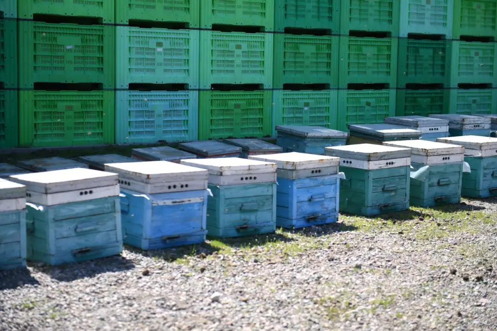 Яблоневые сады Алматинской области: от цветения к богатому урожаю (5)