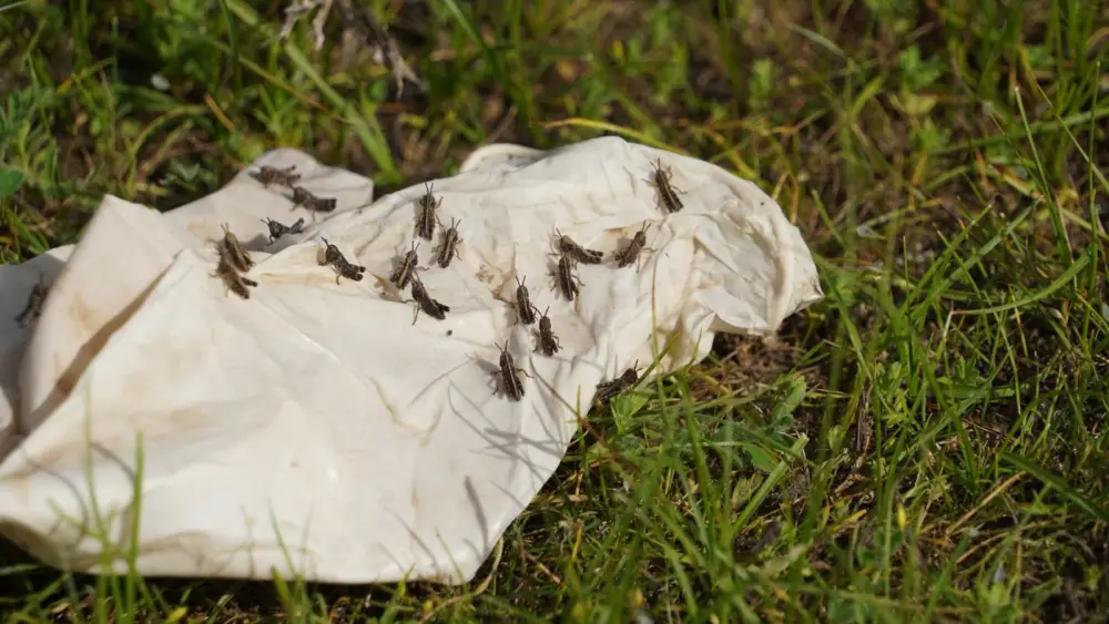 Келес встреча по борьбе с саранчой план защиты урожая Астане
