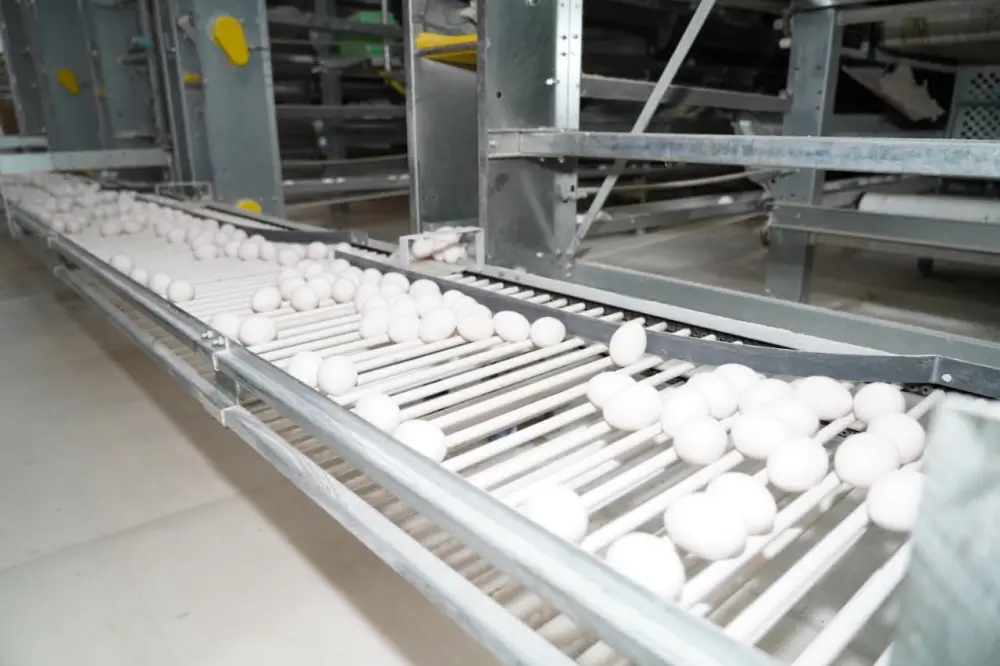 ТУРКЕСТАН: ПТИЦЕФАБРИКА В САРЫАГАШЕ ОБЕСПЕЧИВАЕТ РЕГИОН ОТЕЧЕСТВЕННОЙ ПРОДУКЦИЕЙ (5)