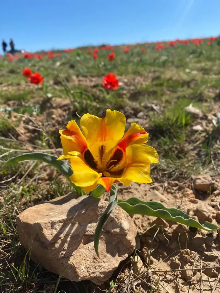 В ТУРКЕСТАНСКОЙ ОБЛАСТИ ПРОШЛА ЭКОЛОГИЧЕСКАЯ АКЦИЯ ПО ЗАЩИТЕ ТЮЛЬПАНОВ (9)