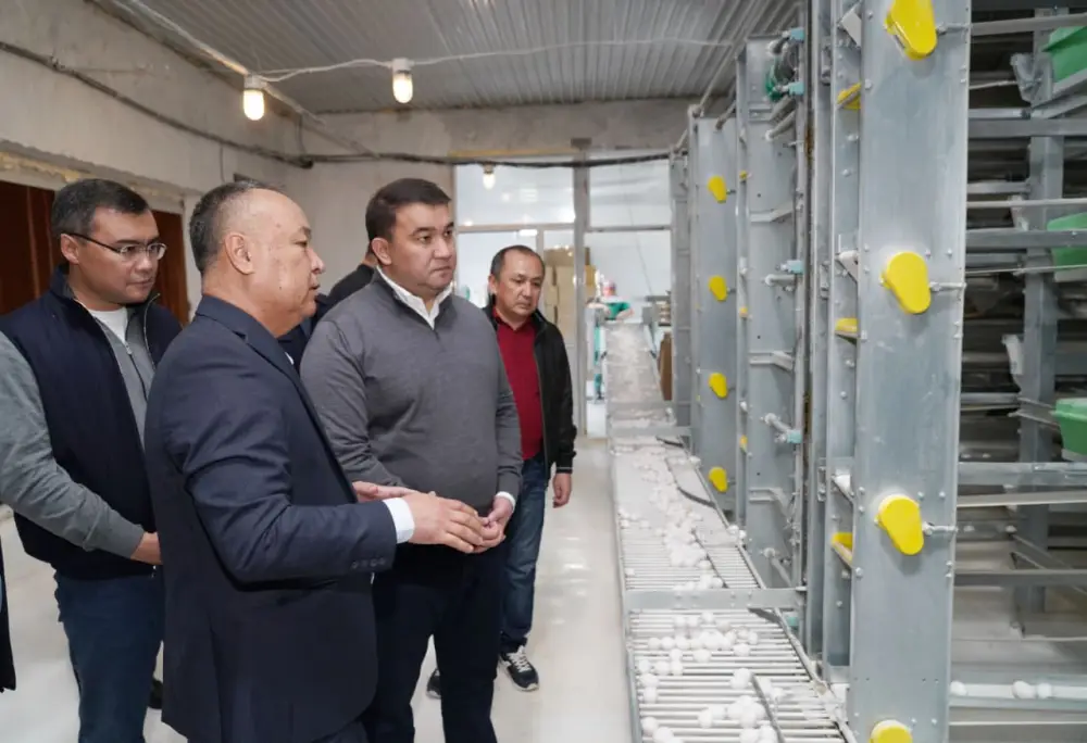 ТУРКЕСТАН: ПТИЦЕФАБРИКА В САРЫАГАШЕ ОБЕСПЕЧИВАЕТ РЕГИОН ОТЕЧЕСТВЕННОЙ ПРОДУКЦИЕЙ (7)