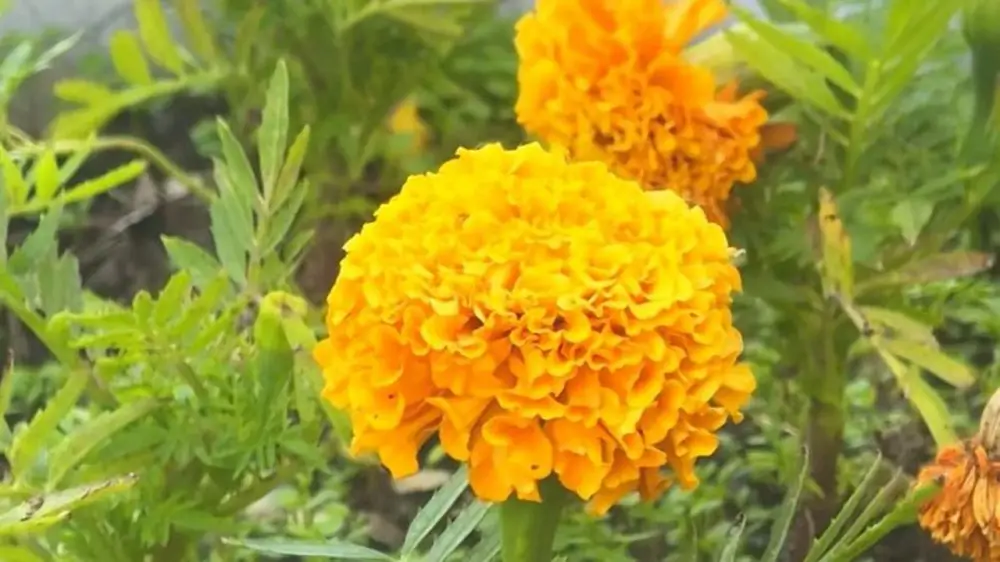 В Караганде высадят 1,6 миллиона цветов и 12 700 деревьев в парках и скверах Астане